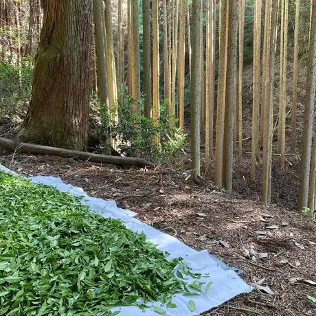 萎凋煎茶 かなやみどり / Jack Farm