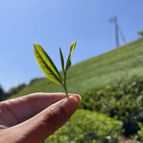 Yoshida Family Tea Sencha Fragrant Sencha / Utenachaya