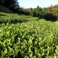 Organic Benifuuki Green Tea Tsukigase Healthy Tea Farm