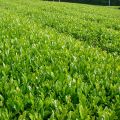 Органический первый урожай Tsukigase Sencha Tsukigase Healthy Tea Farm