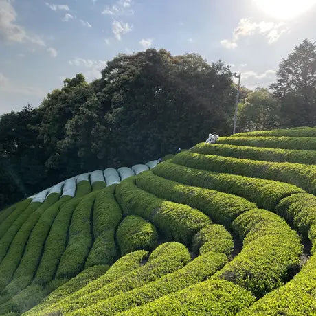 Yoshida Family Tea Sencha Fragrant Sencha / Utenachaya