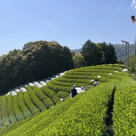 Yoshida Family Tea Японский черный чай / Утэначая