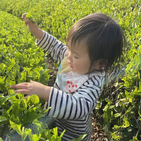 Yoshida Family Tea Sencha Fragrant Sencha / Utenachaya