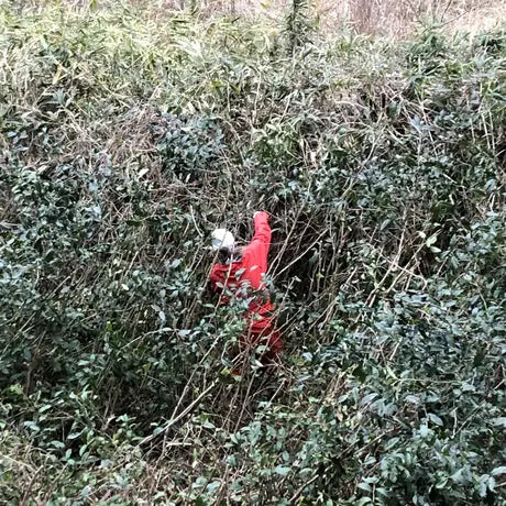 茶の木の茶 / うてな茶屋