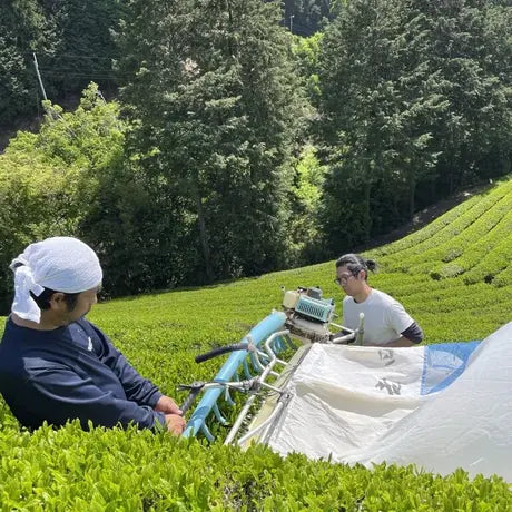 Yoshida Family Tea Японский черный чай / Утэначая