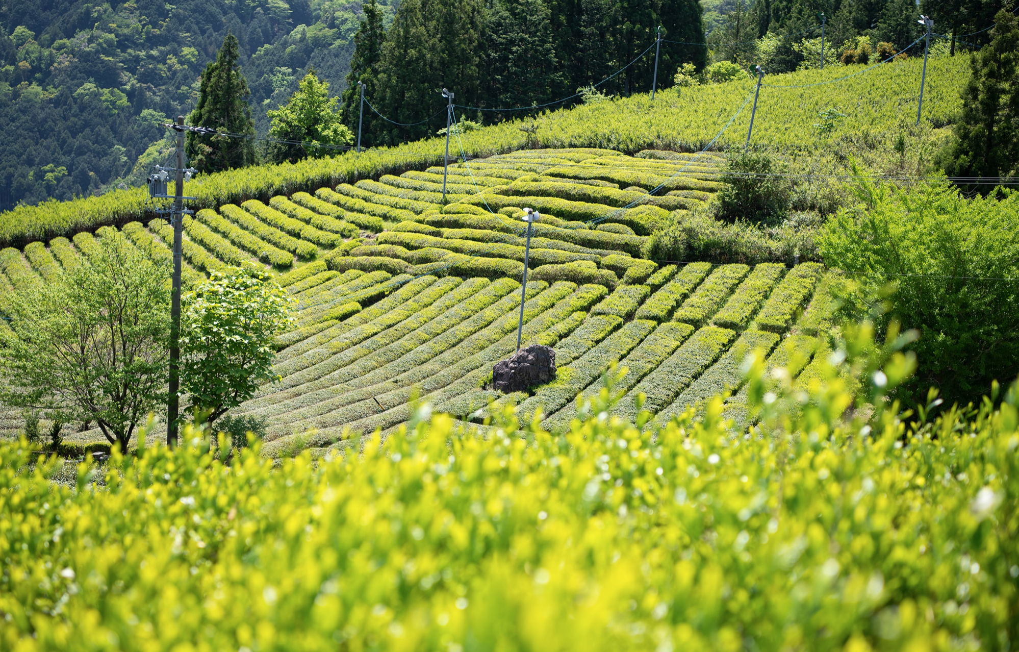 SOL.茶実油バーム