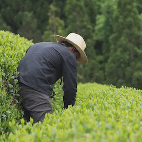 萎凋煎茶　かなやみどり　/　Jack Farm