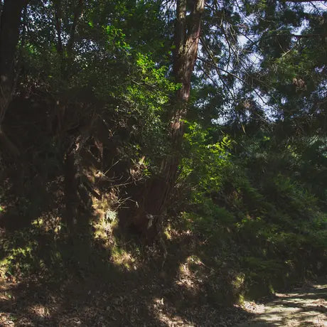 萎凋煎茶　かなやみどり　/　Jack Farm