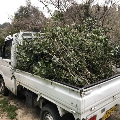 茶の木の茶　/　うてな茶屋