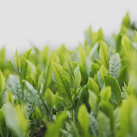 萎凋煎茶　かなやみどり　/　Jack Farm