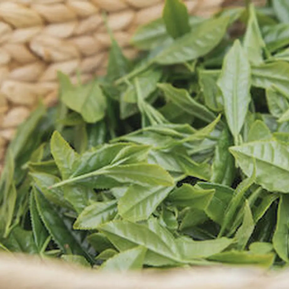 First Harvest Hojicha / Jack Farm 