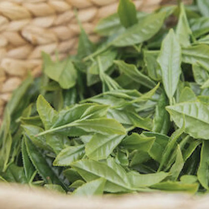 First Harvest Hojicha / Jack Farm 